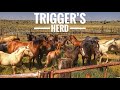 RIDE WITH HENSON | SEE TRIGGER & HIS HERD