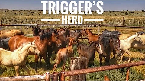 RIDE WITH HENSON | SEE TRIGGER & HIS HERD