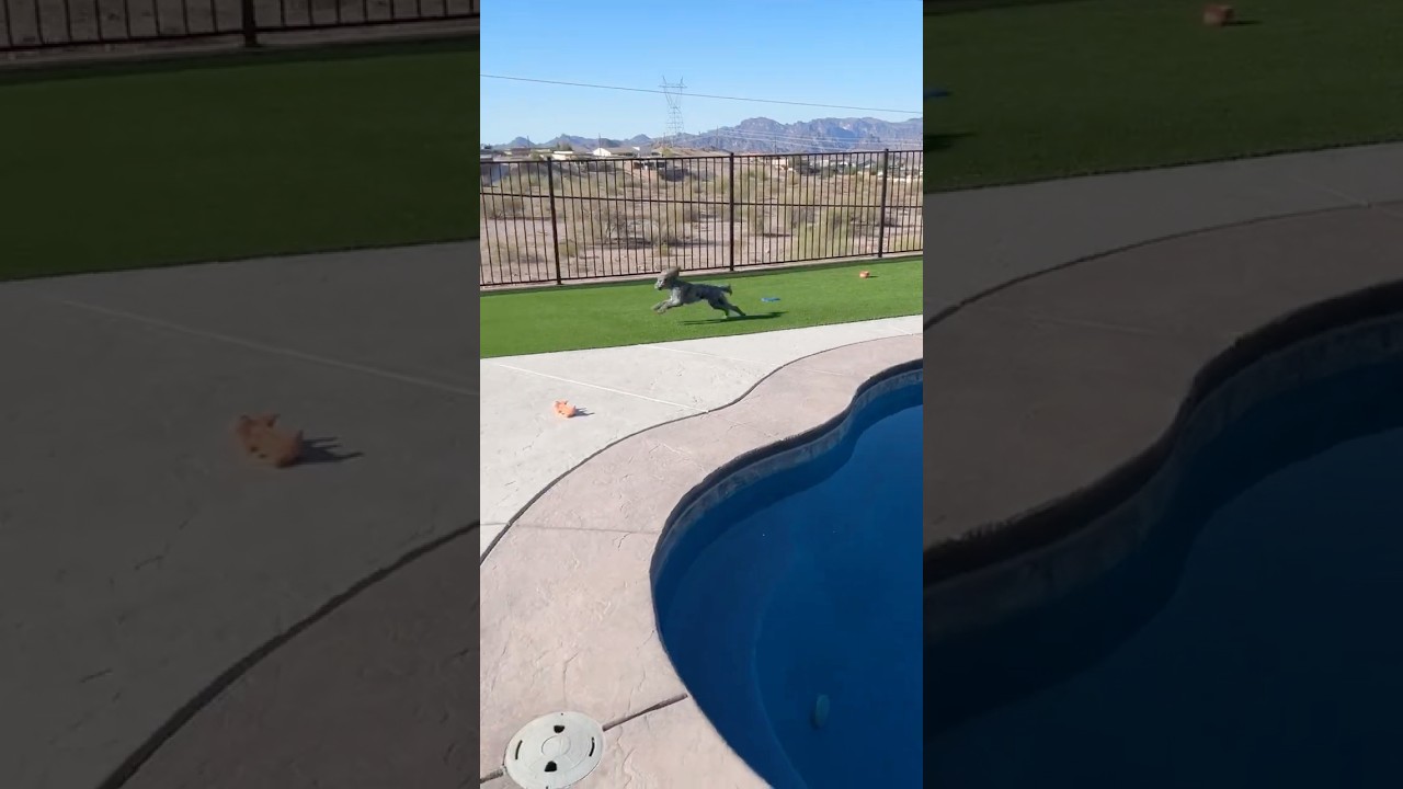 Little Man is Worked Up Before Breakfast. ☀️🐩