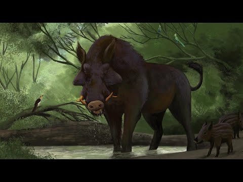 The Evolution Of The Pig 