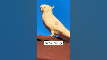 The Trashmen - Surfin Bird - Bird is the Word 1963 (UNOFFICIAL VIDEO)