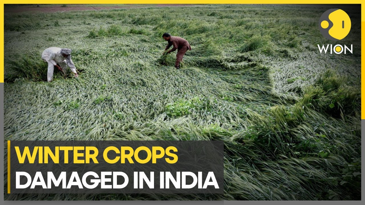 Unseasonal rain damages crops in India | WION Climate Tracker - YouTube