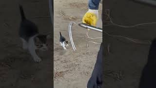 Precious Kitten Following a Man Around