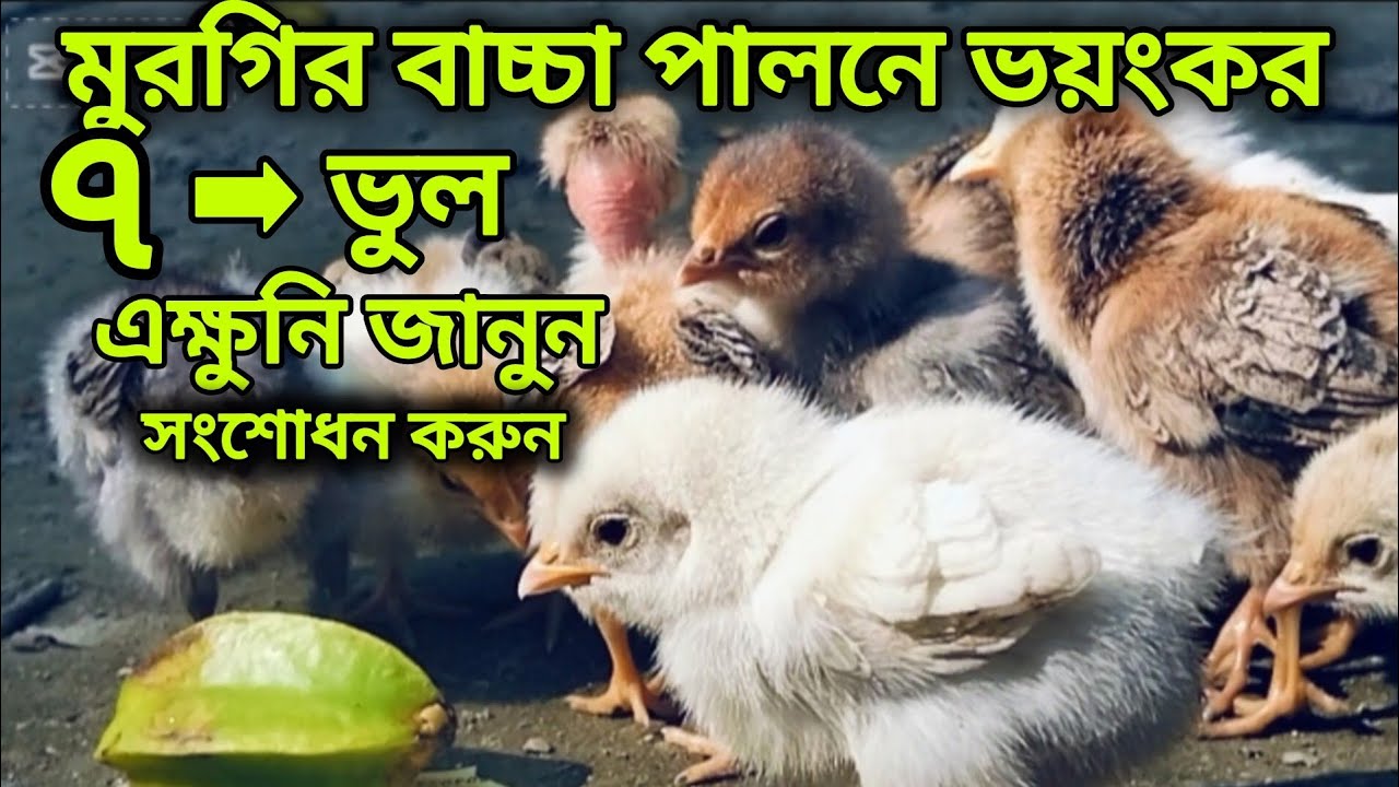 মুরগির বাচ্চা  পালনে ভয়ংকর সাত ভুল, জানুন এবং সংশোধন করুন আজই 