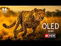 Stunning Animal Kingdom in 8K HDR Dolby Vision™ 60fps | OLED Demo Test