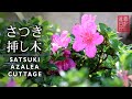 さつきの挿し木 方法→発根済み【Bonsai diary 盆栽日記 7/4】初心者の簡単盆栽の作り方 育て方 サツキ やり方 bonsai beginner EOS R5 撮影
