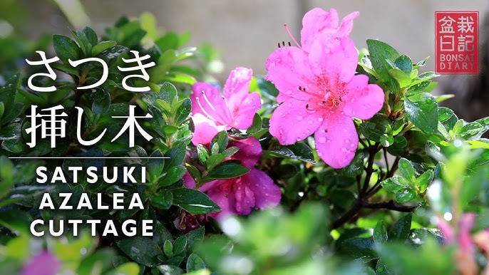 つつじ挿し木の植え替え方 Youtube