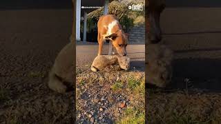 Rejected lamb is taken in by loving pup