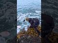 エギで高級魚