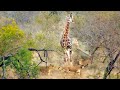 Giraffe Kicks Lions To Defend Itself