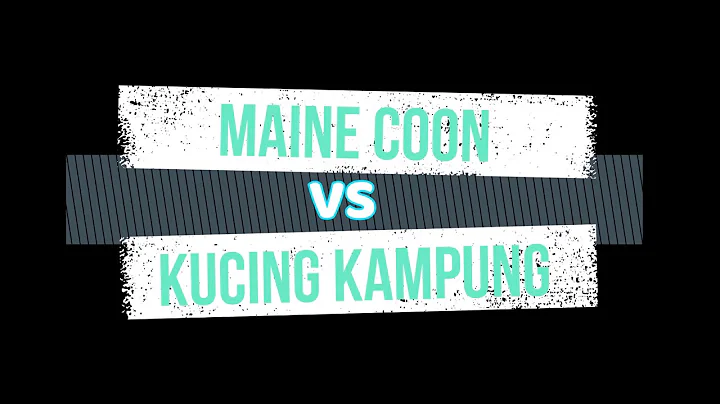 Video 10733441: kucing maine coon, mainecoon