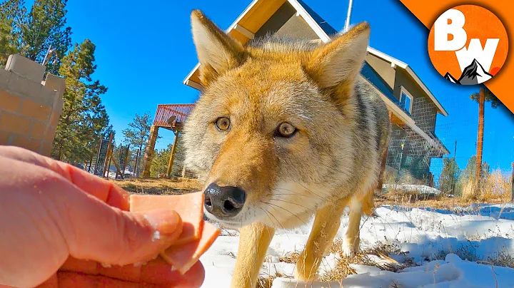 Coyote FINALLY Meets a Coyote! - DayDayNews