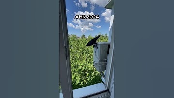 EyeAuras - AHK in 2024  #autoclicker #blum #gta5rp #bot #pixelbot #anticheat