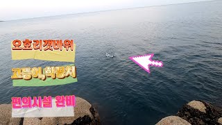 폭발적인 입질!!오호리갯바위 이제부터 시작이다