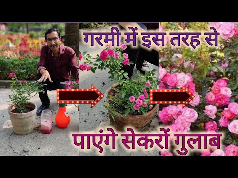 वीडियो: क्या रूसी ऋषि सारी गर्मियों में खिलते हैं?