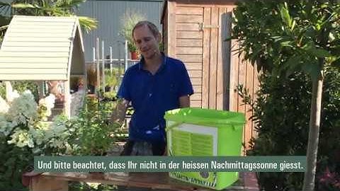 Wann soll man Pflanzen im Sommer Giessen?