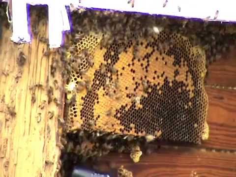 Messing With bees - YouTube