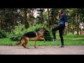 German Shepherd 1 year/ Пародия с немецкой овчаркой на клип Little BIG Hypnodancer