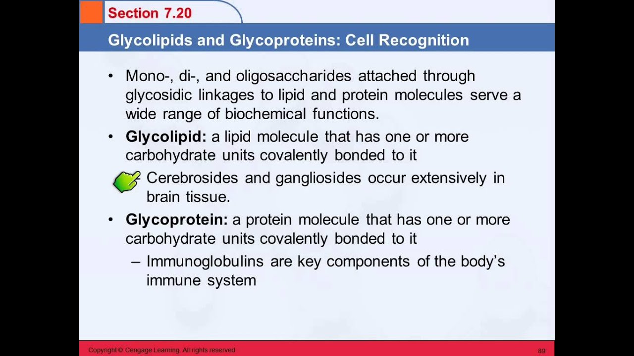 What is the role of glycoproteins and glycolipids?