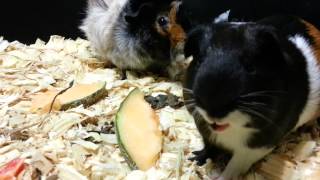 Guinea Pigs Eating Bell Peppers and Cantaloupe