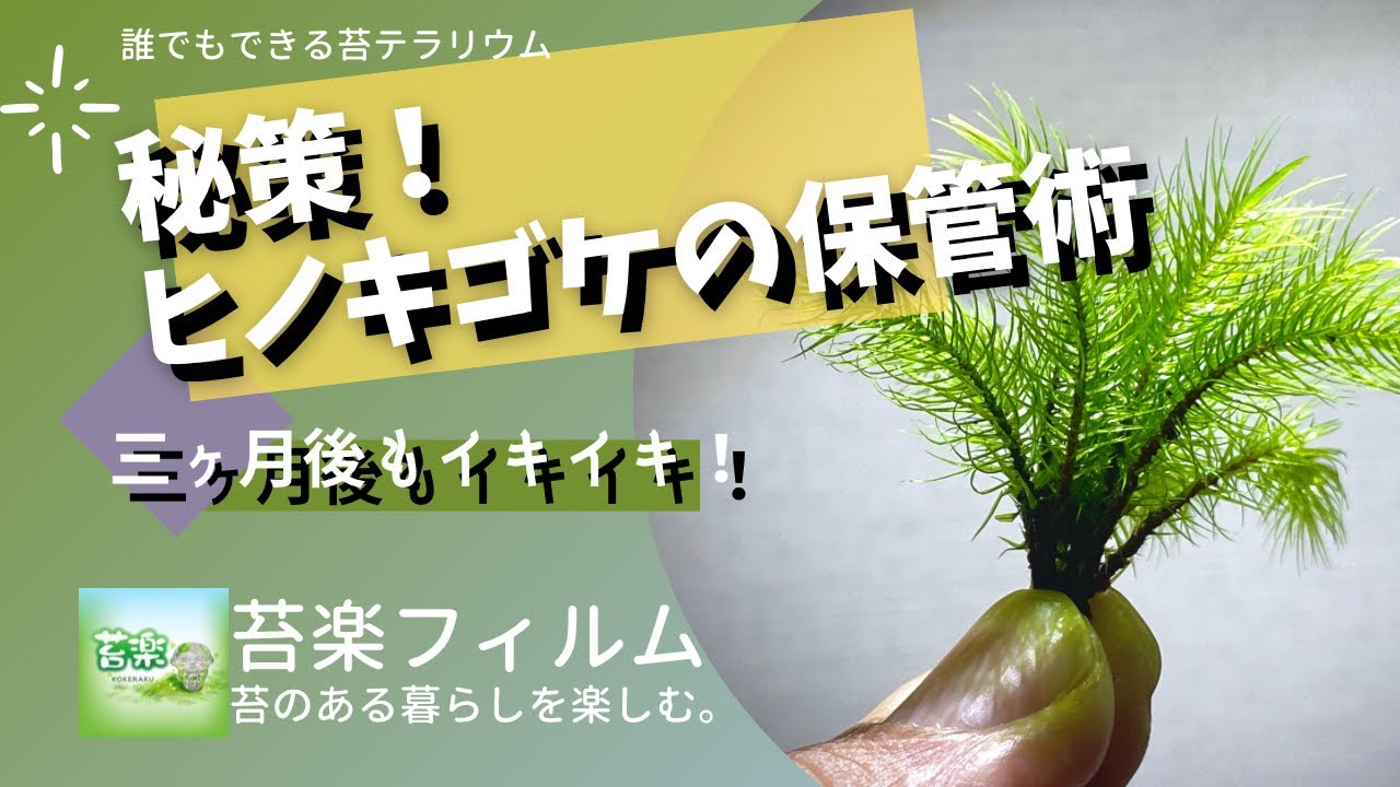 Secret Tip! How to Store Cypress Moss [Moss Terrarium Making Video