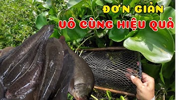 Đặt lờ cá lóc thấy đơn giản nhưng vô cùng hiệu quả anh em ơi SBBD84