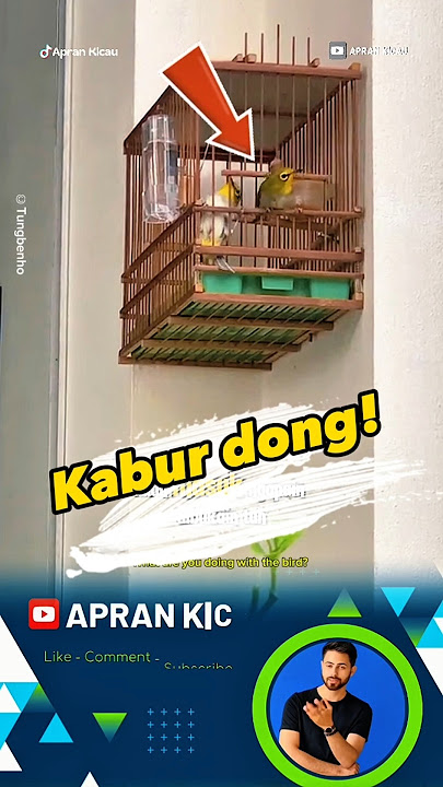 Haduh‼️ ngapain dikasih pintu sih‼️#pleci #mataputeh