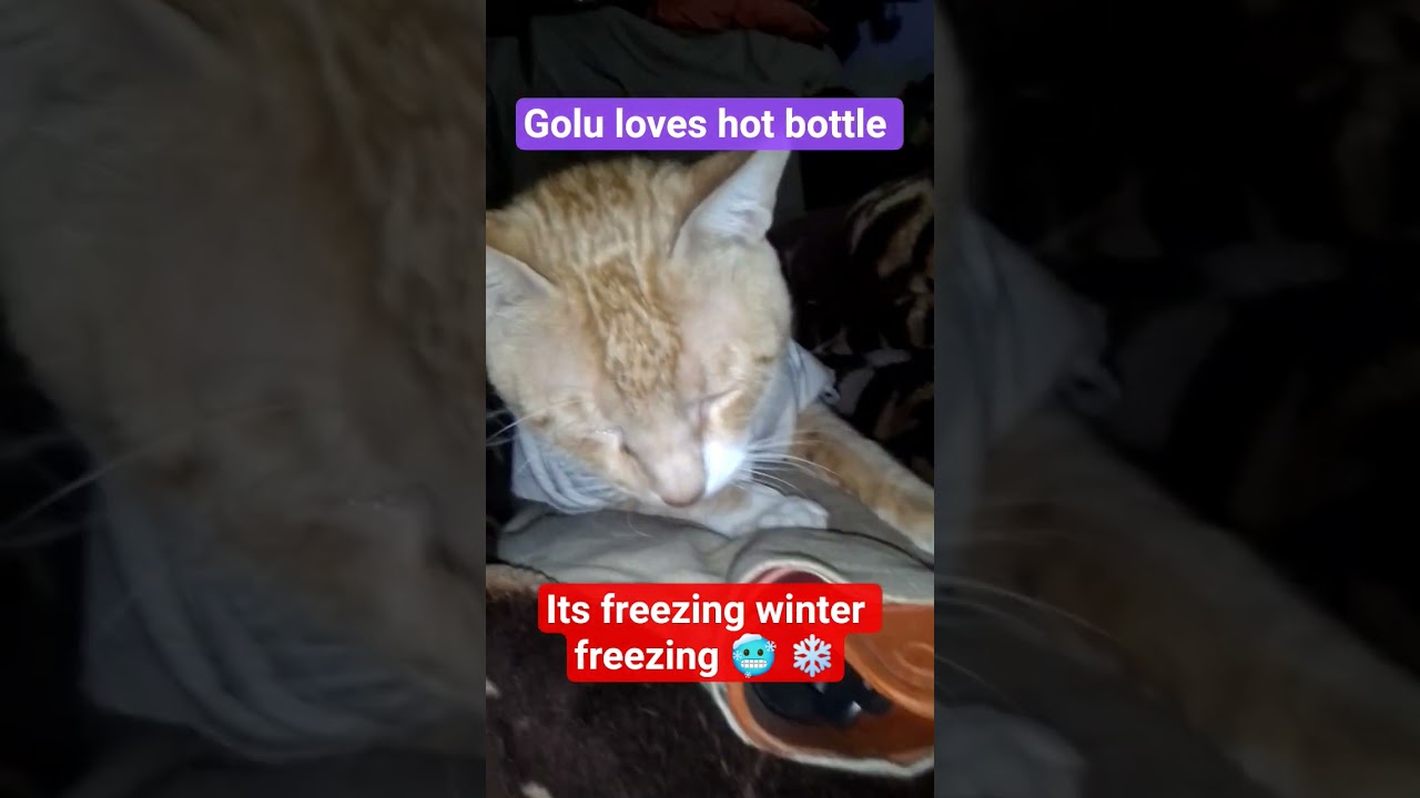 Golu loves hot bottle