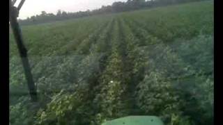 Alabama Cotton Farming