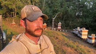 Bees Shifting to Winter Mode - Building a Bee Business #97
