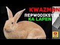 Koman yo byen kwaze lapen ak plizy detay kap ede w