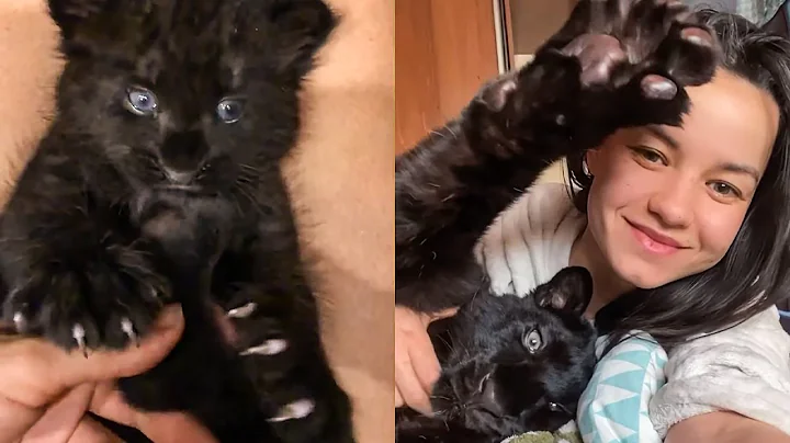 (Eng Subs) Panther Luna from a kitten to a gracefu...