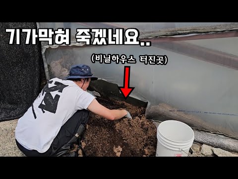 <strong>2년동안</strong> 방치된 톱밥을 파헤치니 생긴일...ㄷㄷ feat톱밥공장
