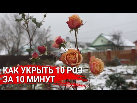 Как укрыть 10 роз за 10 минут .