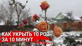 картинка: Как укрыть 10 роз за 10 минут .