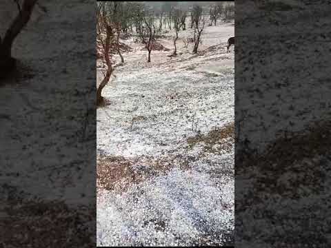 CG VIDEO : ओले- ओले; बर्फ की चादर से ढकी सड़कें, आंधी-बारिश के साथ जमकर गिरे ओले...
