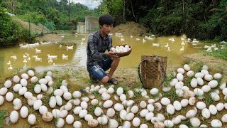 Harvesting 1000 duck eggs from the stream and taking them to the market to sell - Triệu Văn Tính