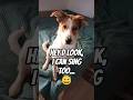 Hey D look, I can sing too... 😅🐾 #dog #dogshorts #petshorts #funnypets #cutepets #petlover #doglife