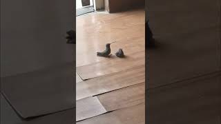 Mother Bird Feeding Baby Bird