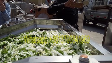 Cassava Leaf washer|Vegetable washer--   +8613700841969