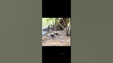 Rái cá mẹ dũng cảm