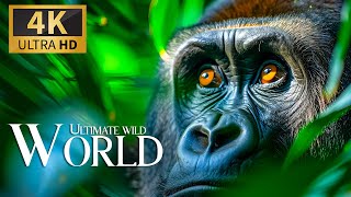 Ultimate Safari World 4K 🐾 Relaxation Beautiful Wild Film with Relax Piano Music & Animals Movie