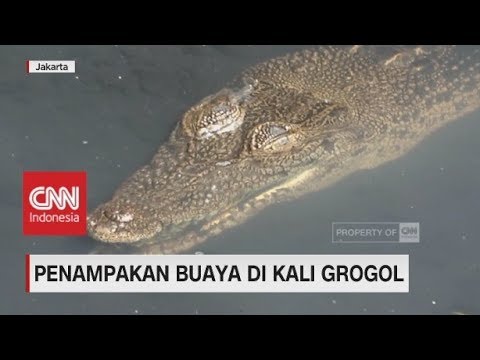 98 Foto Penampakan Buaya HD Terbaru