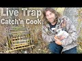 Primitive Live Trap Catch and Cook? | Invasive Evasive Town Bunnies