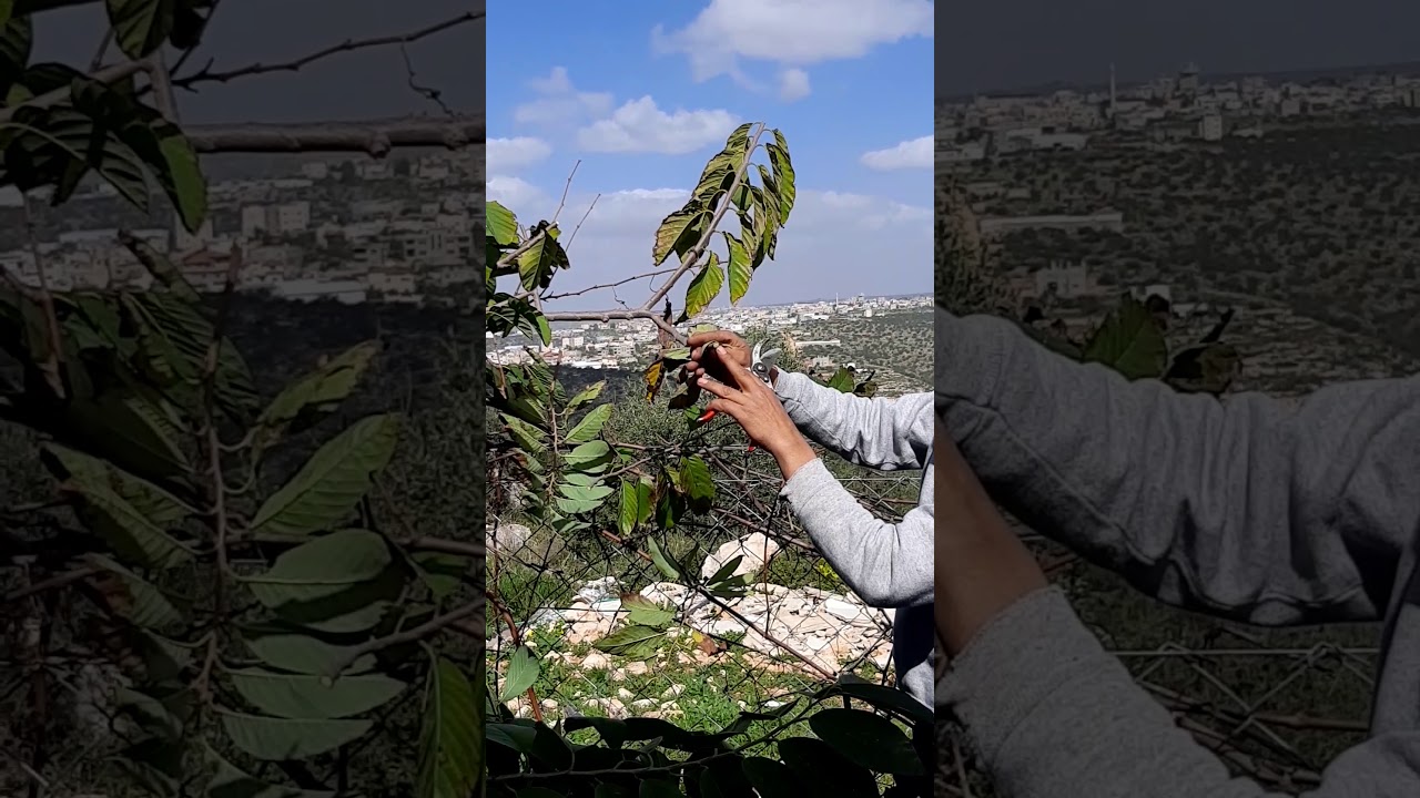 تقليم اشجار القشطة🌳🍃🍂🍁 سيكون لنا اكثر من موضوع يتحدث عن العناية🌳 بأشجار القشطة حتى قطف الثمار ☘🍂🌿🍃🌳👍