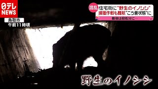 住宅街に“野生イノシシ”捕獲作戦は…？（2020年11月10日放送「news every.」より）