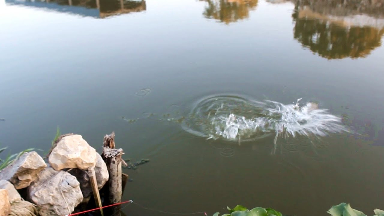 صيد سمك بلطى الخشن fishing tilapia
