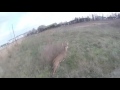 Drone vs deer race slo mo 35 speed