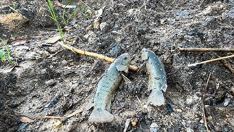 Cảnh Hiếm Thấy: Vừa Tạnh Mưa, Cá Rô Trườn Lên Bờ - Cảnh Này Không Phải Lúc Nào Cũng Có!