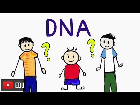 Vídeo: Como Determinar A Paternidade Pelo DNA